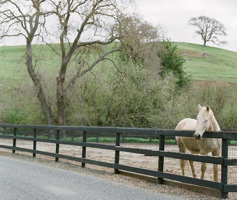 Mon beau cheval blanc