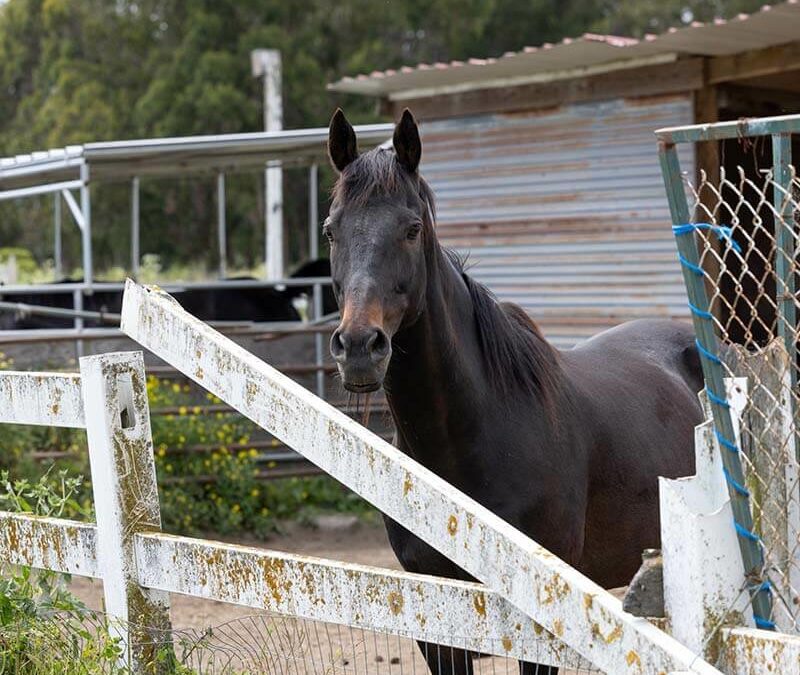 Le cheval noir qui portait chance