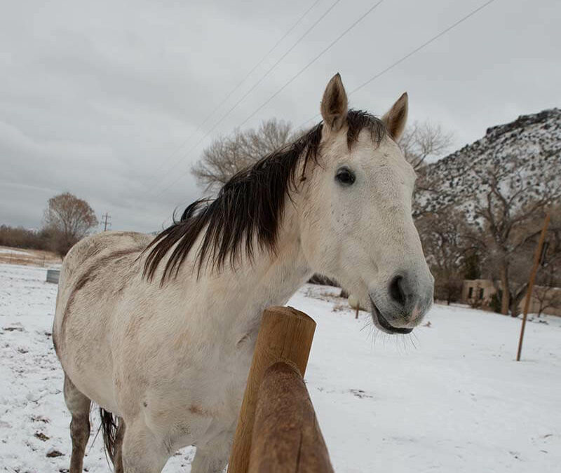 Pourquoi les chevaux aiment la neige ?